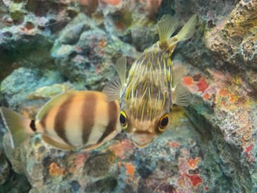 しながわ水族館に投稿された画像（2025/1/3）