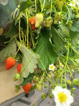 果実の里 原田農園に投稿された画像（2025/1/3）