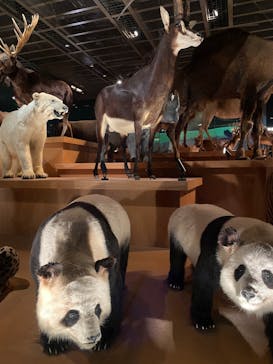 国立科学博物館に投稿された画像（2025/1/3）