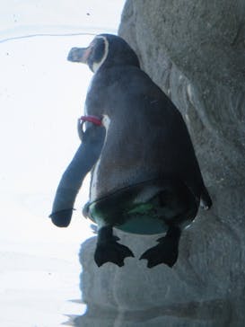 天王寺動物園に投稿された画像（2025/1/3）