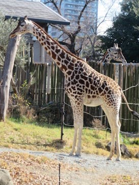 天王寺動物園に投稿された画像（2025/1/3）