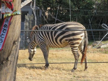 天王寺動物園に投稿された画像（2025/1/3）