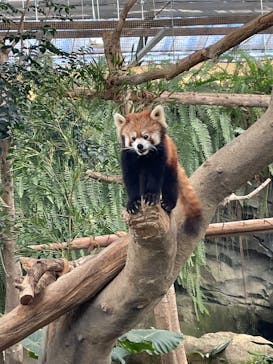 神戸どうぶつ王国に投稿された画像（2025/1/3）