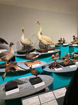 特別展「鳥 ～ゲノム解析が解き明かす新しい鳥類の系統～」国立科学博物館に投稿された画像（2025/1/3）