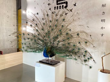 特別展「鳥 ～ゲノム解析が解き明かす新しい鳥類の系統～」国立科学博物館に投稿された画像（2025/1/3）