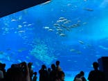 沖縄美ら海水族館に投稿された画像（2025/1/4）