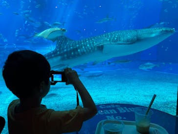 沖縄美ら海水族館に投稿された画像（2025/1/3）