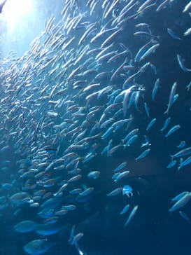 名古屋港水族館に投稿された画像（2025/1/3）