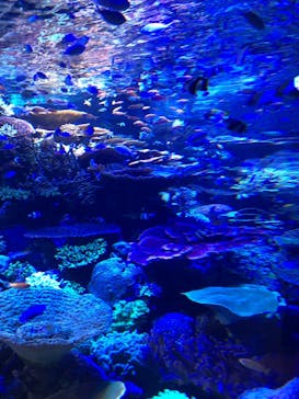 名古屋港水族館に投稿された画像（2025/1/3）