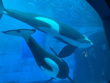 名古屋港水族館に投稿された画像（2025/1/4）