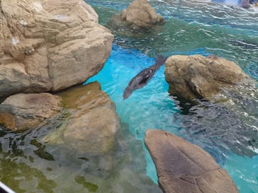 京都水族館に投稿された画像（2025/1/4）