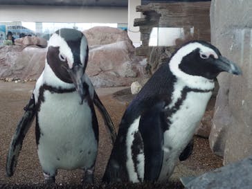 京都水族館に投稿された画像（2025/1/4）