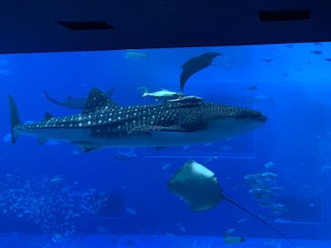 沖縄美ら海水族館に投稿された画像（2025/1/4）