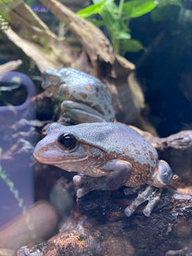 体感型カエル館KawaZooに投稿された画像（2025/1/4）