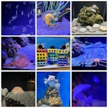 竹島水族館に投稿された画像（2025/1/4）