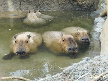 神戸どうぶつ王国に投稿された画像（2025/1/4）