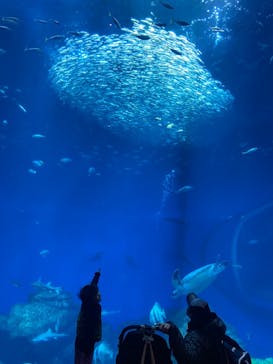 アクアワールド茨城県大洗水族館に投稿された画像（2025/1/4）