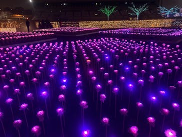 東京メガイルミに投稿された画像（2025/1/4）