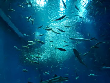 アクアワールド茨城県大洗水族館に投稿された画像（2025/1/4）