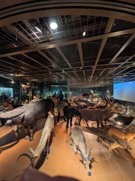 特別展「鳥 ～ゲノム解析が解き明かす新しい鳥類の系統～」国立科学博物館に投稿された画像（2025/1/4）