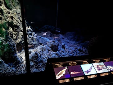 名古屋港水族館に投稿された画像（2025/1/4）