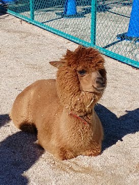 霞ケ浦 どうぶつとみんなのいえに投稿された画像（2025/1/4）