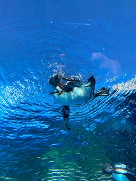 サンシャイン水族館に投稿された画像（2025/1/4）