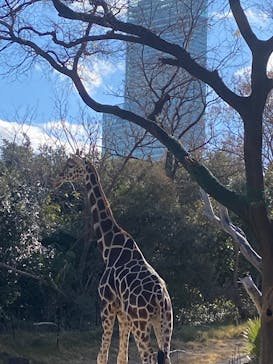 天王寺動物園に投稿された画像（2025/1/4）