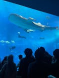 沖縄美ら海水族館に投稿された画像（2025/1/4）