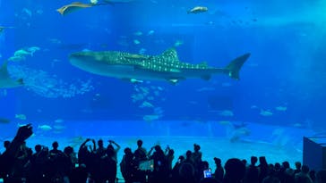 沖縄美ら海水族館に投稿された画像（2025/1/4）