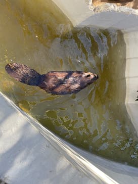 霞ケ浦 どうぶつとみんなのいえに投稿された画像（2025/1/4）