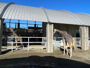 霞ケ浦 どうぶつとみんなのいえに投稿された画像（2025/1/4）