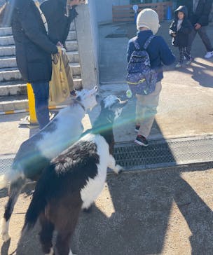 霞ケ浦 どうぶつとみんなのいえに投稿された画像（2025/1/4）