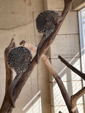 霞ケ浦 どうぶつとみんなのいえに投稿された画像（2025/1/4）