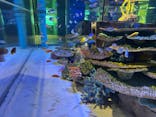 竹島水族館に投稿された画像（2025/1/4）