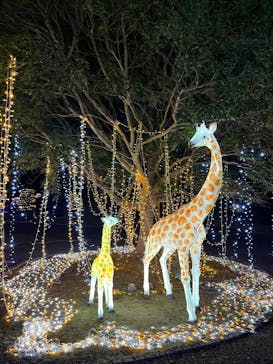 佐賀イルミナージュに投稿された画像（2025/1/4）