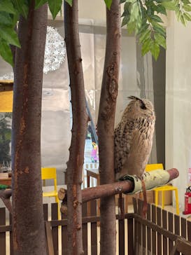 Moff animal cafe イオンモール幕張新都心店に投稿された画像（2025/1/4）