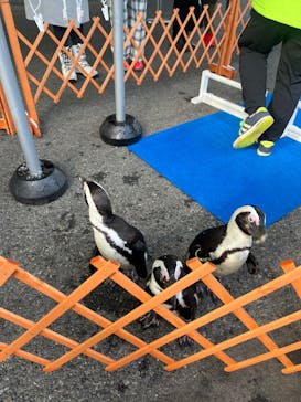 おさるランド＆アニタウン　日光さる軍団劇場に投稿された画像（2025/1/4）