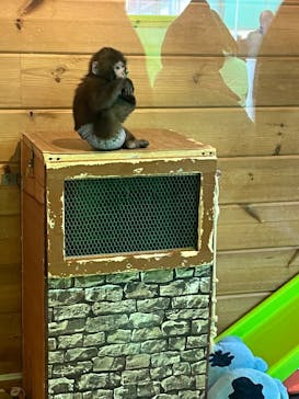 おさるランド＆アニタウン　日光さる軍団劇場に投稿された画像（2025/1/4）