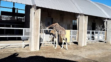 霞ケ浦 どうぶつとみんなのいえに投稿された画像（2025/1/4）