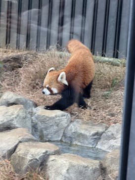 恩賜上野動物園に投稿された画像（2025/1/4）