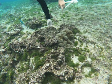 nico 宮古島に投稿された画像（2025/1/4）