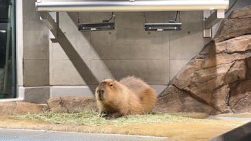 AQUARIUM × ART　atoa×神戸ポートタワーに投稿された画像（2025/1/4）