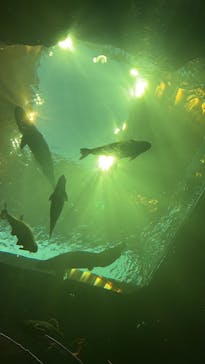 AQUARIUM × ART　atoa×神戸ポートタワーに投稿された画像（2025/1/4）