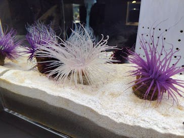 AOAO SAPPOROに投稿された画像（2025/1/4）