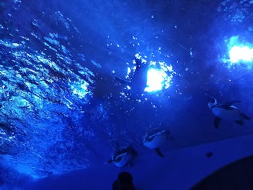 サンシャイン水族館に投稿された画像（2025/1/4）