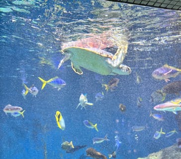 葛西臨海水族園に投稿された画像（2025/1/4）