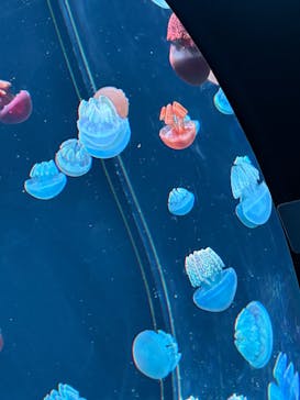 AOAO SAPPOROに投稿された画像（2025/1/4）