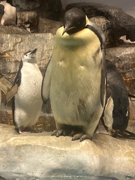 名古屋港水族館に投稿された画像（2025/1/4）