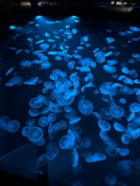 すみだ水族館に投稿された画像（2025/1/4）